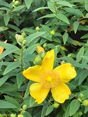 Hypericum × moserianum
