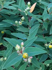 Hypericum × moserianum