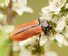 Castiarina rufipennis