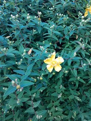 Hypericum × moserianum