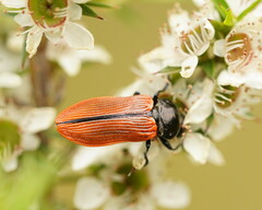 Castiarina rufipennis