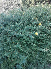 Hypericum × moserianum