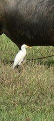 Bubulcus ibis