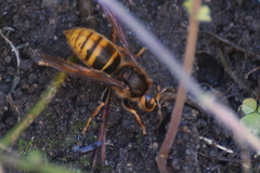 Vespa simillima