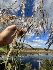 Phragmites australis berlandieri