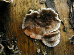 Stereum sanguinolentum