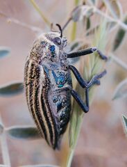 Julodis andreae