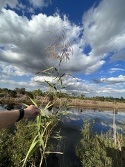 Phragmites australis berlandieri