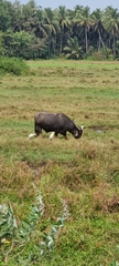Bubulcus ibis