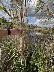 Phragmites australis berlandieri