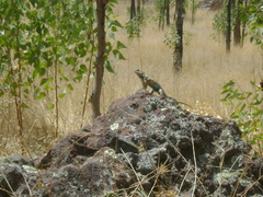 Sceloporus spinosus