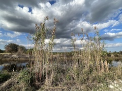 Phragmites australis berlandieri