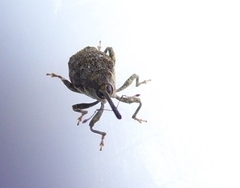 Parethelcus pollinarius