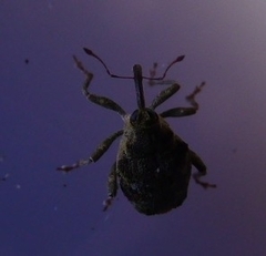 Parethelcus pollinarius