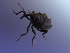 Parethelcus pollinarius