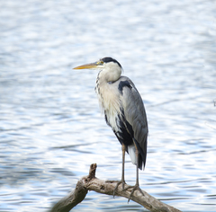 Ardea cinerea