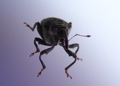 Parethelcus pollinarius