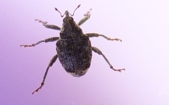 Parethelcus pollinarius