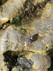 Acanthinucella