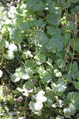 Micranthes odontoloma