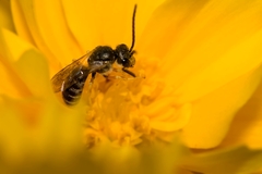 Halictus