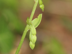 Epipactis phyllanthes