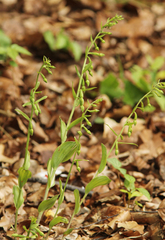 Epipactis phyllanthes