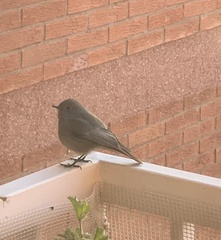 Phoenicurus ochruros