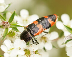 Castiarina bremei