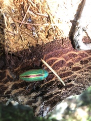 Buprestis aurulenta