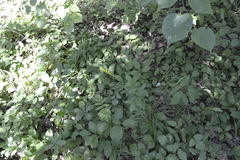 Agrimonia pilosa