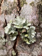 Parmotrema hypotropum
