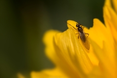 Lonchoptera bifurcata