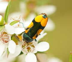 Castiarina skusei