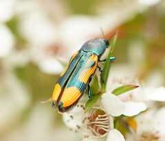 Castiarina skusei