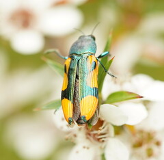 Castiarina skusei