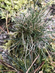 Festuca ovina