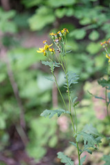 Senecio eremophilus kingii