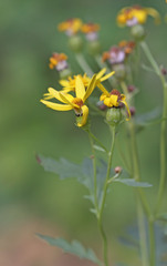 Senecio eremophilus kingii