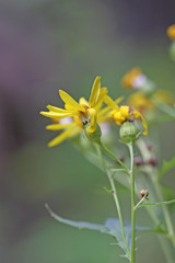 Senecio eremophilus kingii