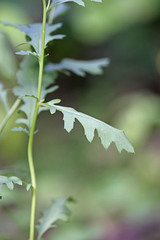 Senecio eremophilus kingii