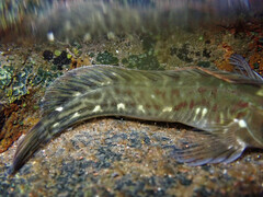 Parablennius parvicornis