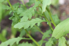 Senecio eremophilus kingii