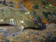 Parablennius parvicornis