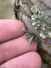Ramalina americana