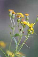 Senecio eremophilus kingii