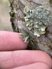 Ramalina americana