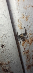 Mexigonus minutus