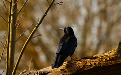 Corvus corone