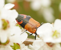 Castiarina brutella